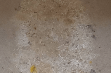 Carpet mould removal